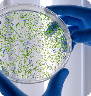 нормализация микрофлоры и уменьшение воспалений